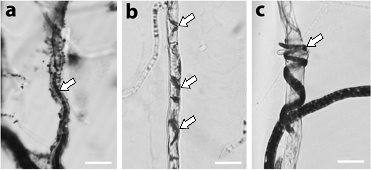 Light microscopy: Clonostachys rosea mycelia (arrows) parasitising the hyphae of grapevine trunk pathogens, MTT-stained