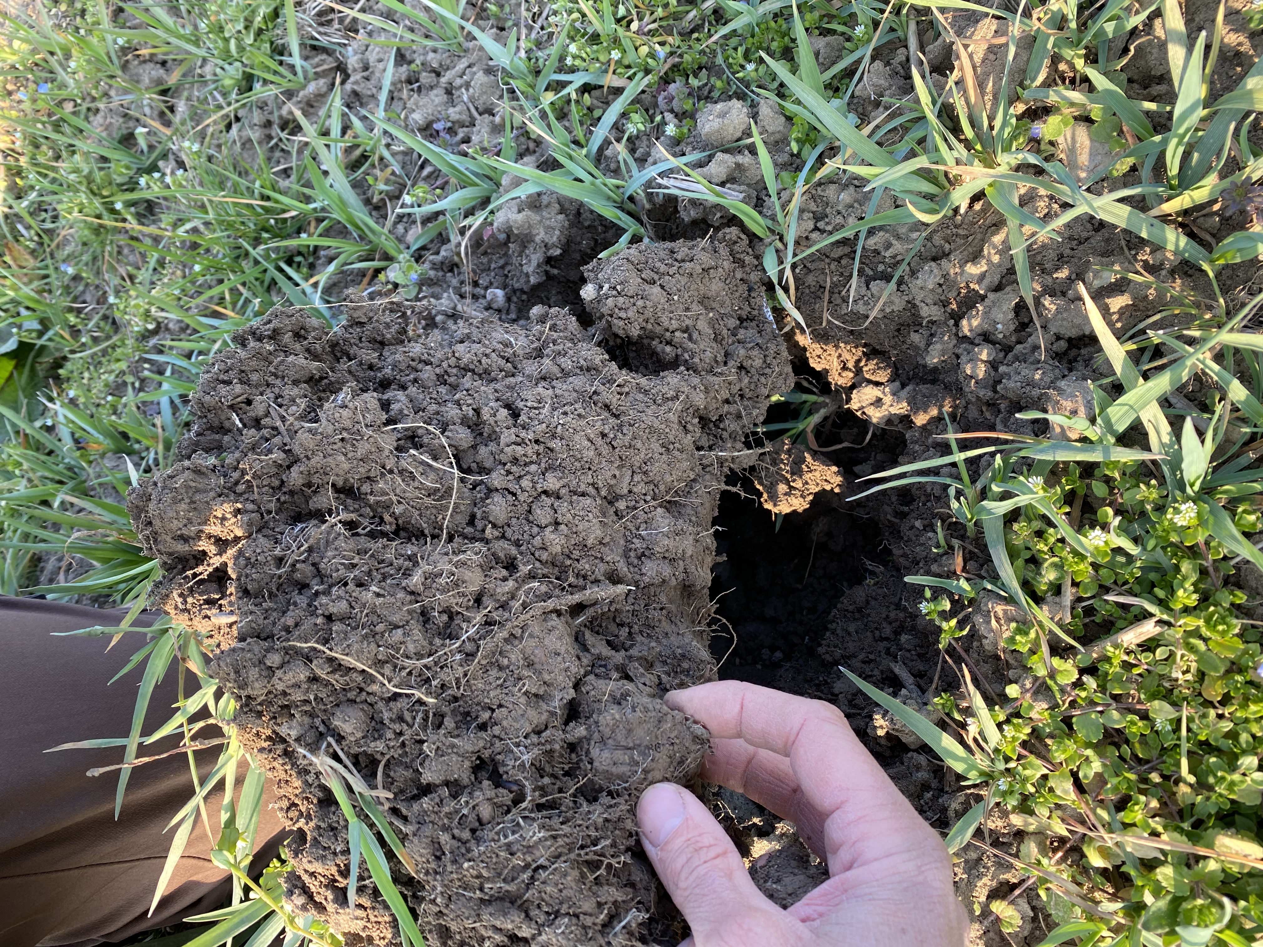 A hand holding a dug-out, crumbly block of soil with roots above the open spade hole in the field